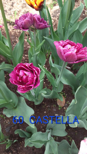 60 Castella