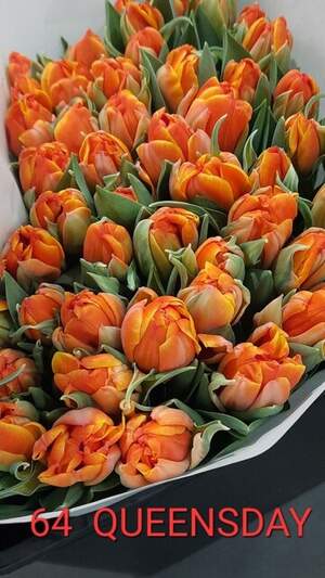64 Queensday